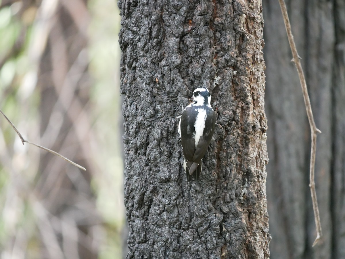 Hairy Woodpecker - ML625049800