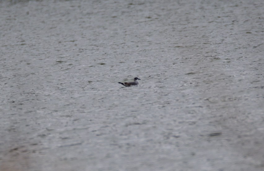 Franklin's Gull - ML625049804