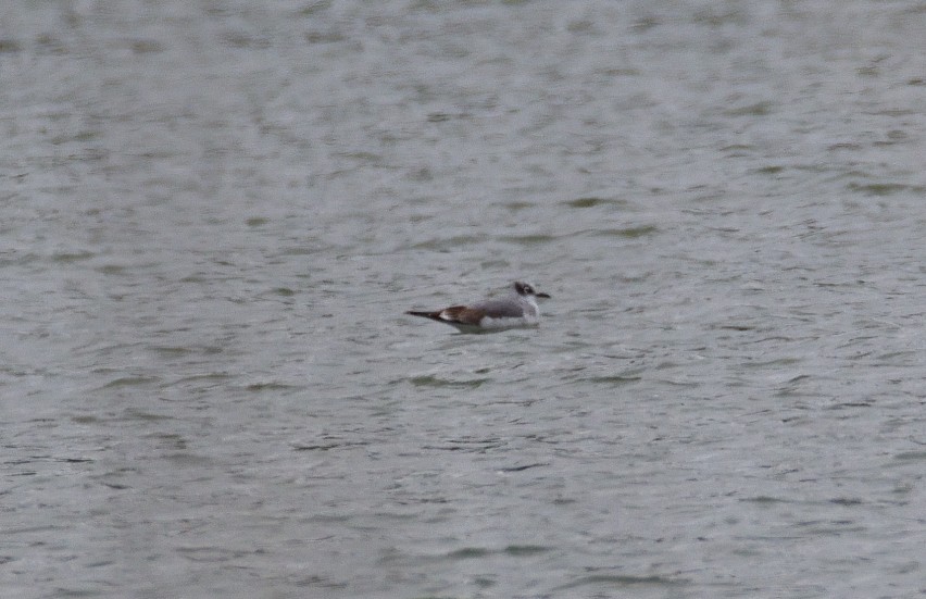 Franklin's Gull - ML625049805