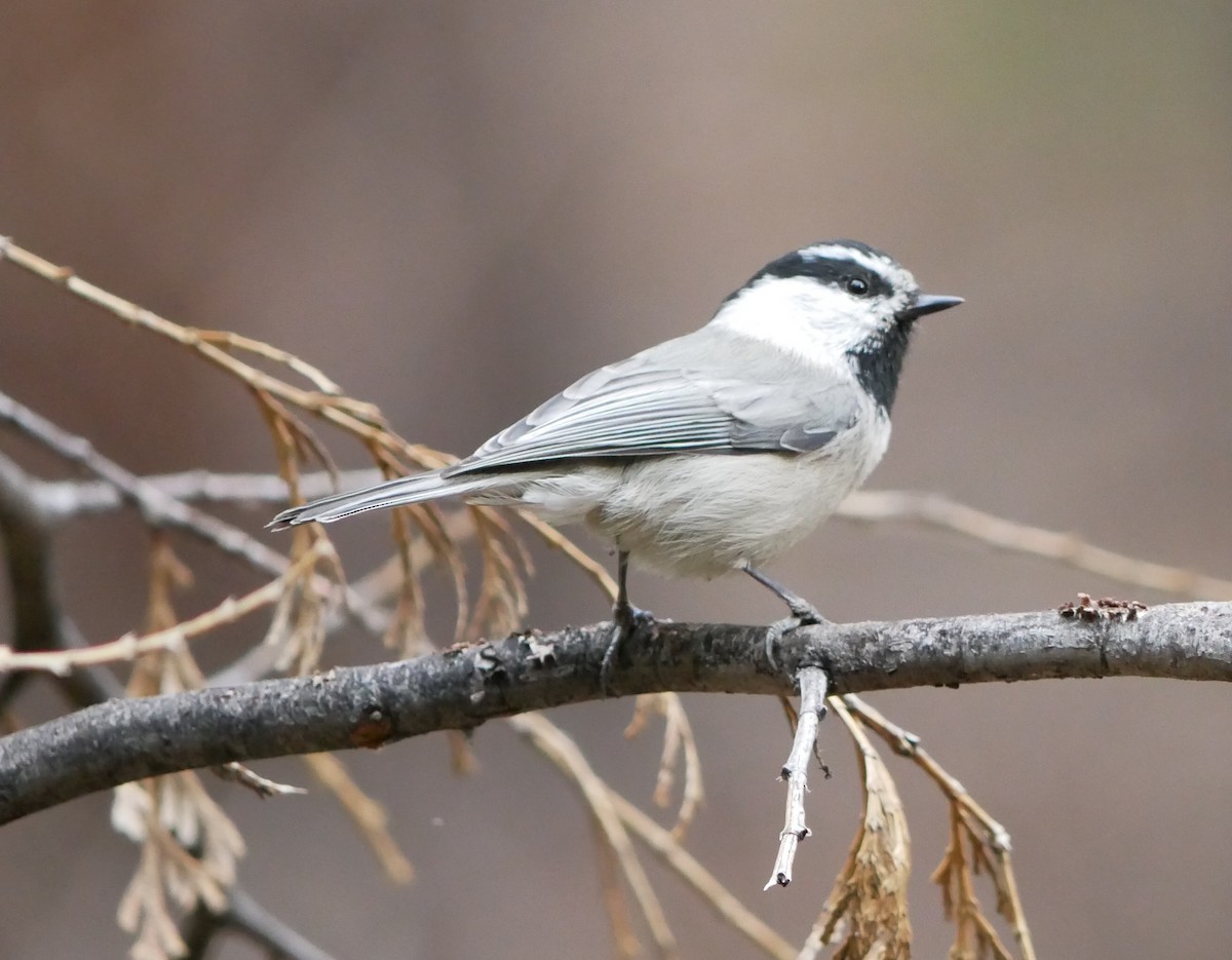 Mountain Chickadee - ML625049812