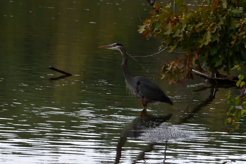 Great Blue Heron - ML625049817