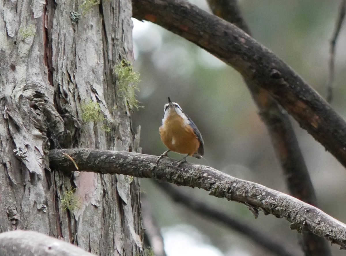 Red-breasted Nuthatch - ML625049833