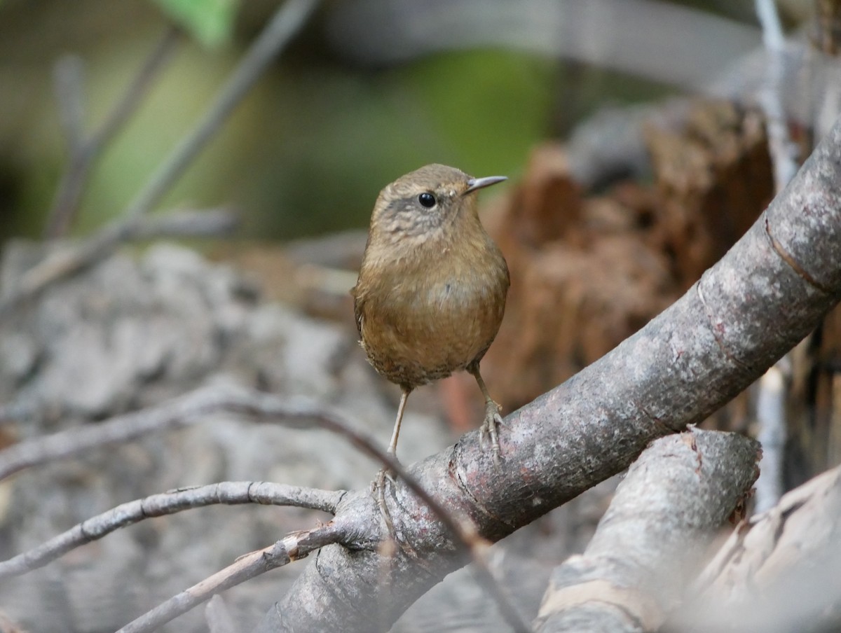 Pacific Wren - ML625049851