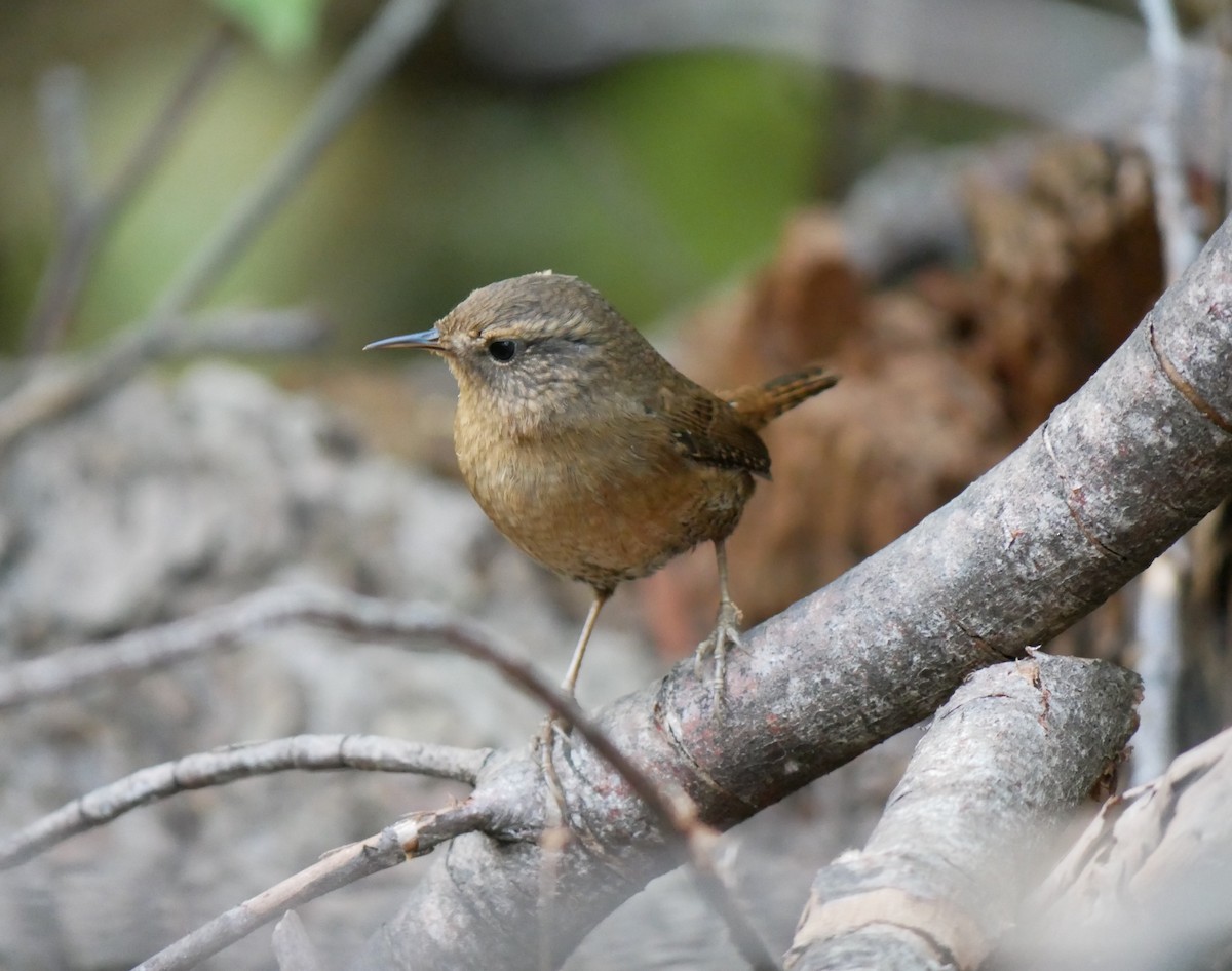 Pacific Wren - ML625049852