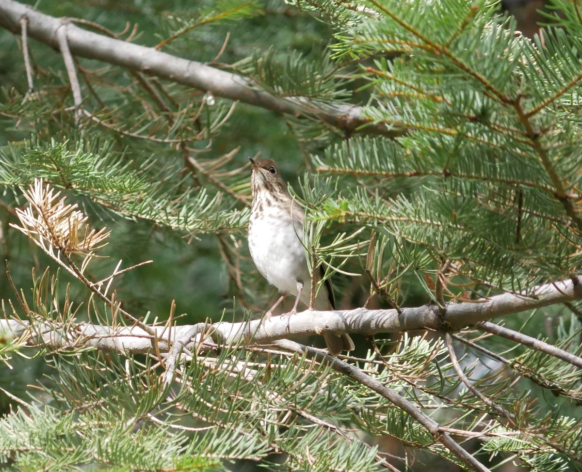 Hermit Thrush - ML625049871