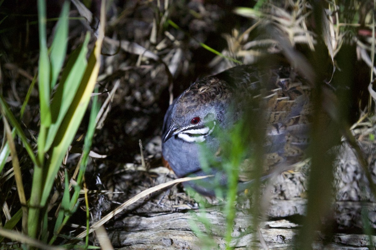 Blue-breasted Quail - ML625049991