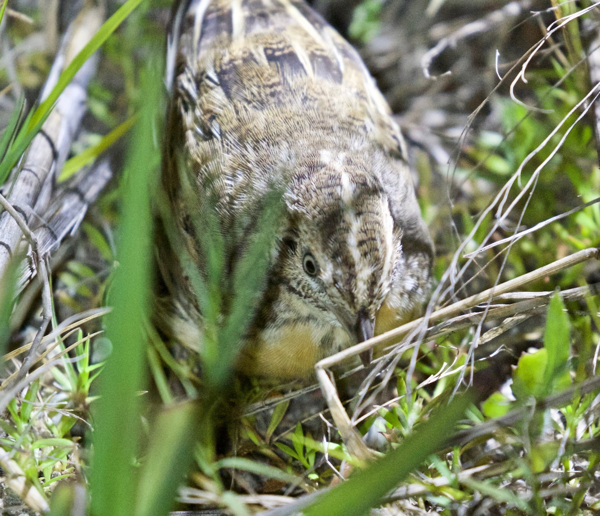 Red-chested Buttonquail - ML625050006