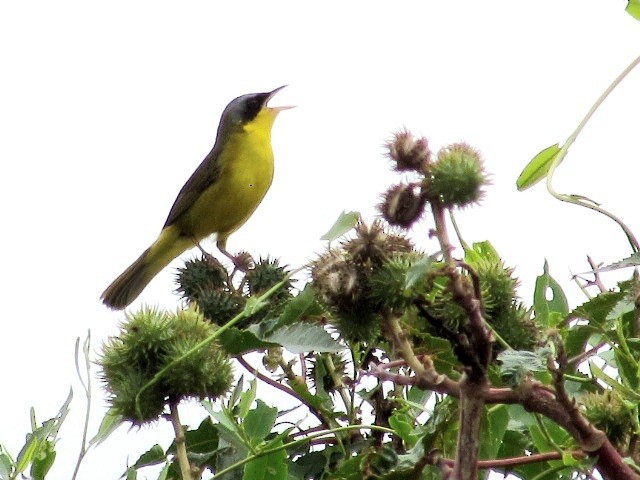 Southern Yellowthroat - ML625050044