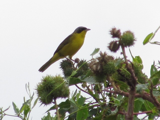 Southern Yellowthroat - ML625050045