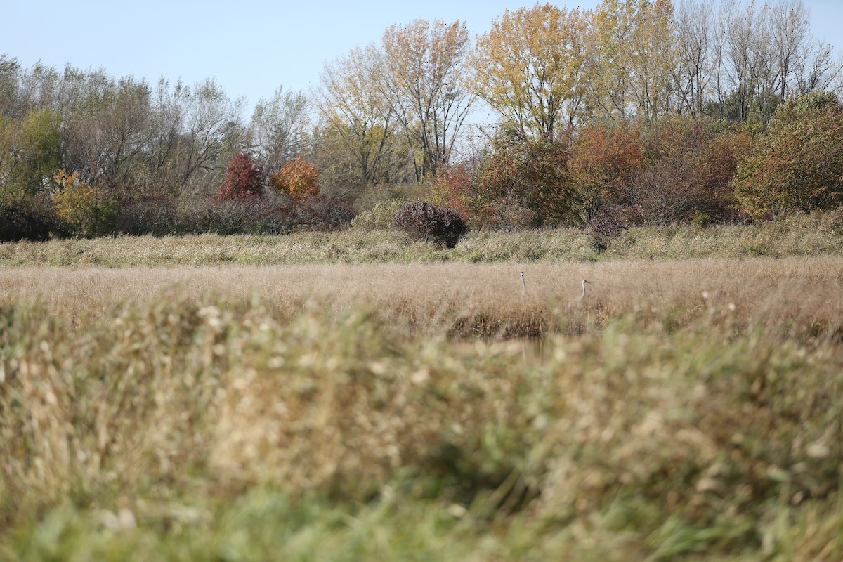 Sandhill Crane - ML625050130
