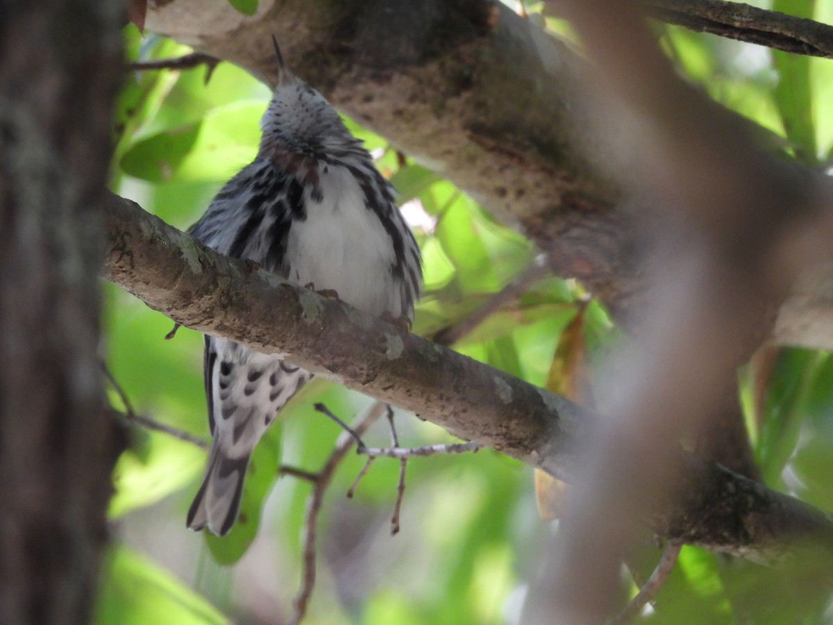 Black-and-white Warbler - ML625050199