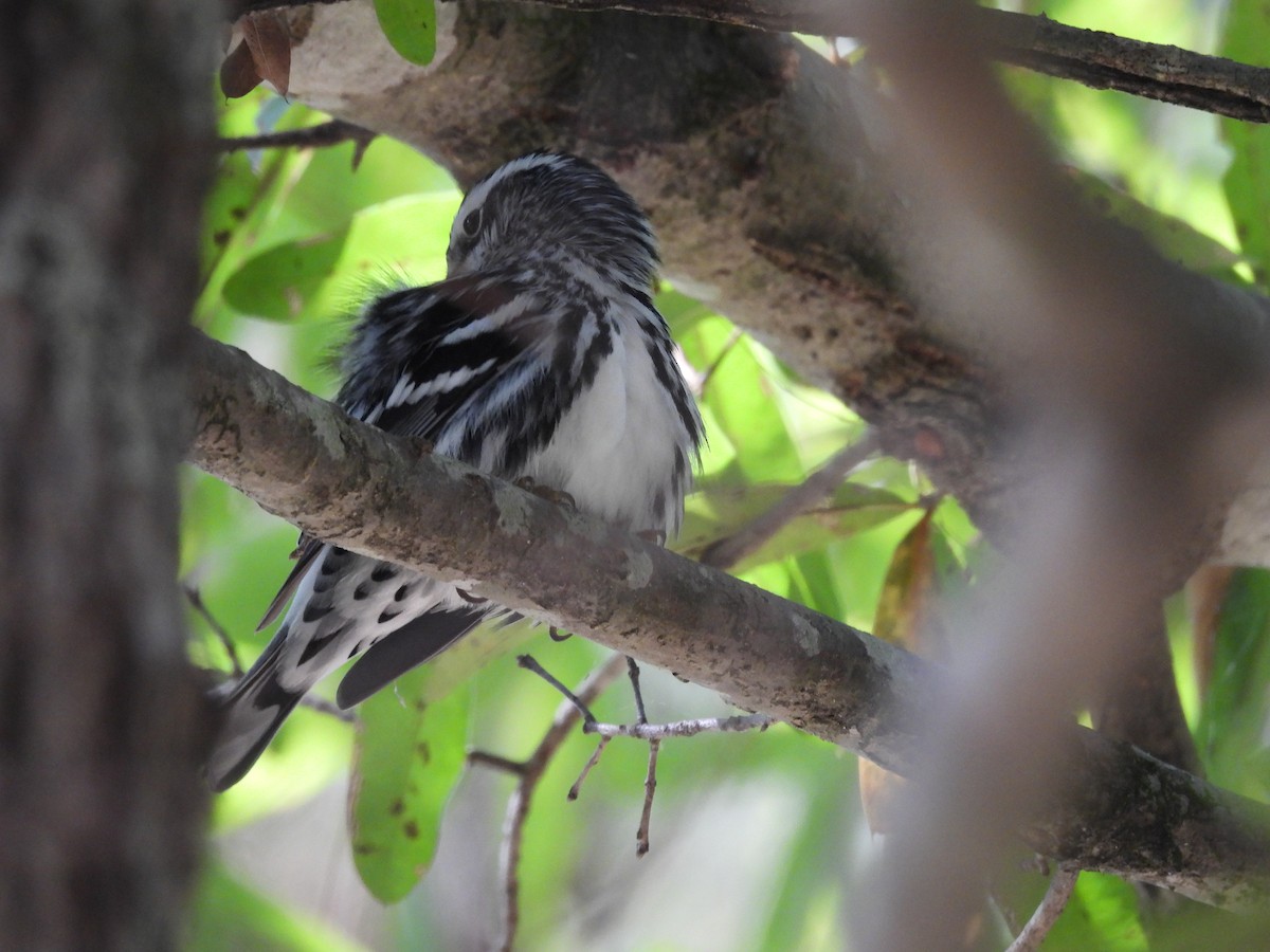 Black-and-white Warbler - ML625050200