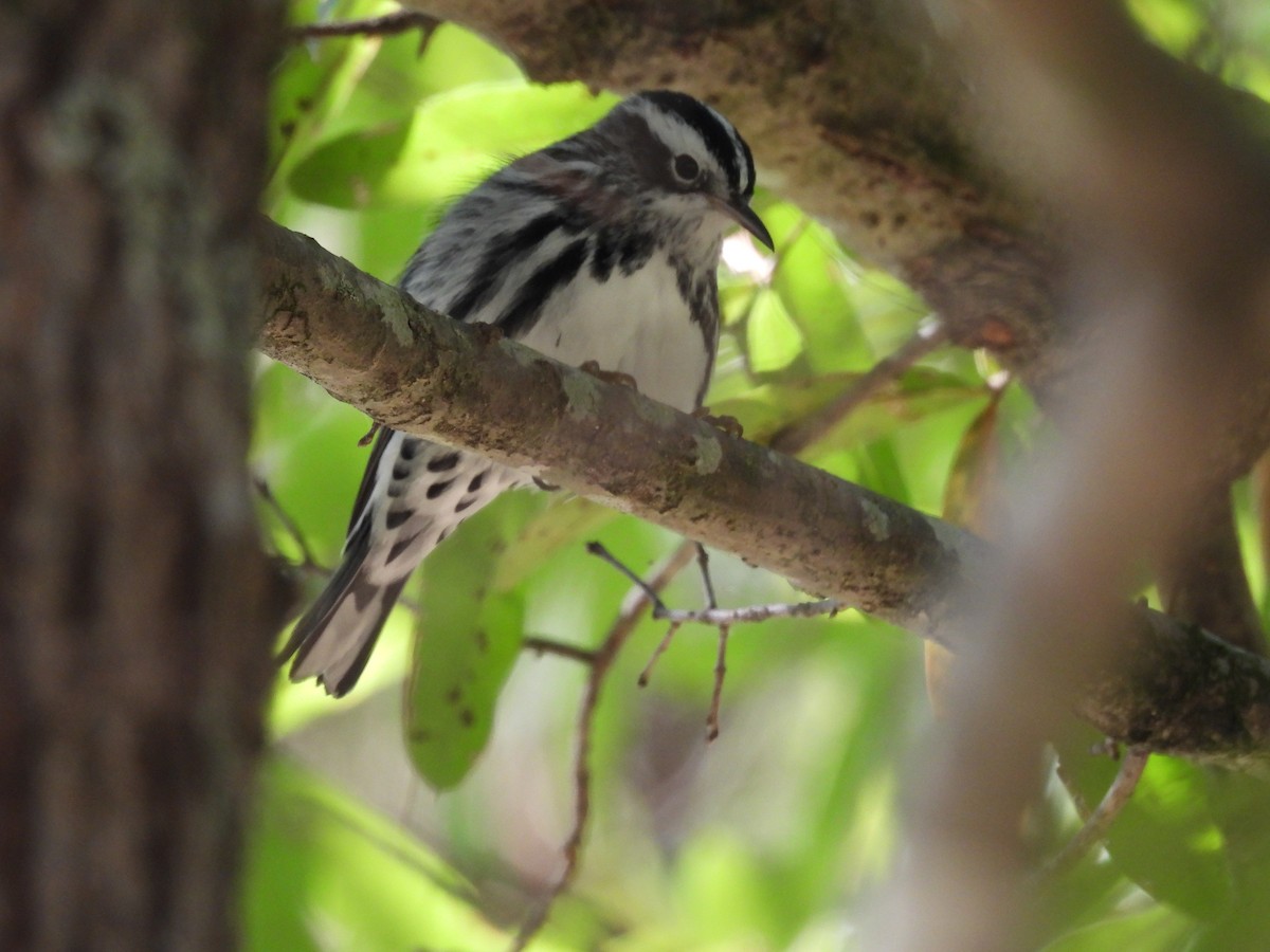 Black-and-white Warbler - ML625050203