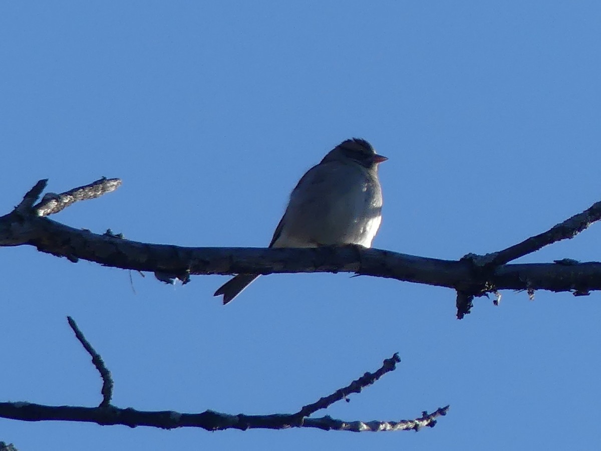 White-crowned Sparrow - ML625050267