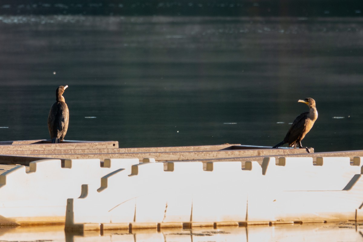 Double-crested Cormorant - ML625050330