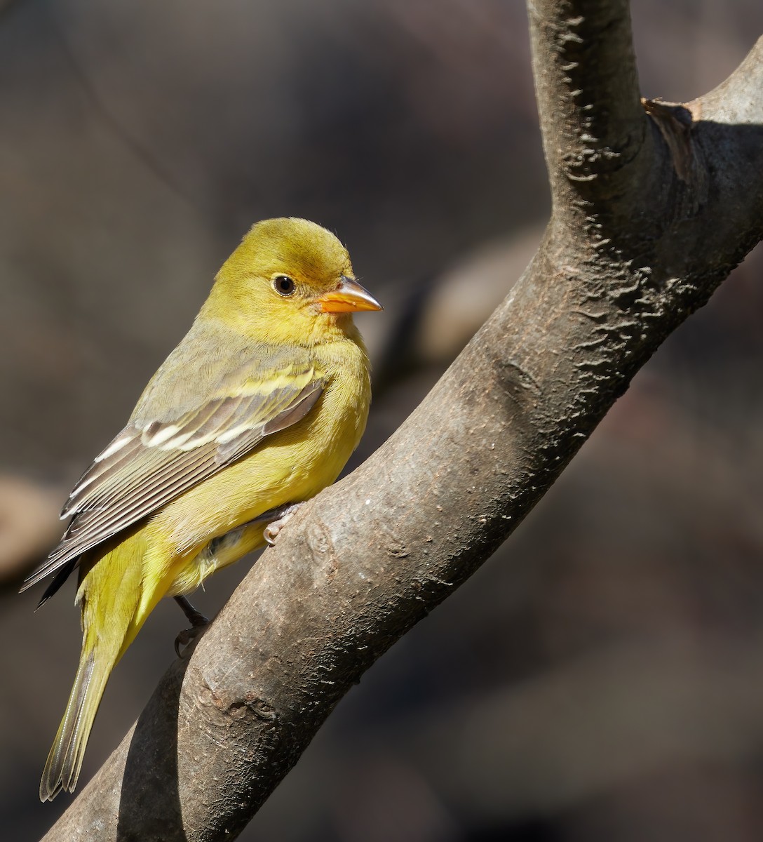 Western Tanager - ML625050455