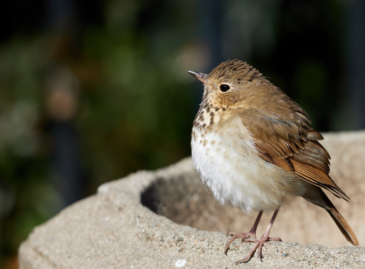 Hermit Thrush - ML625050460