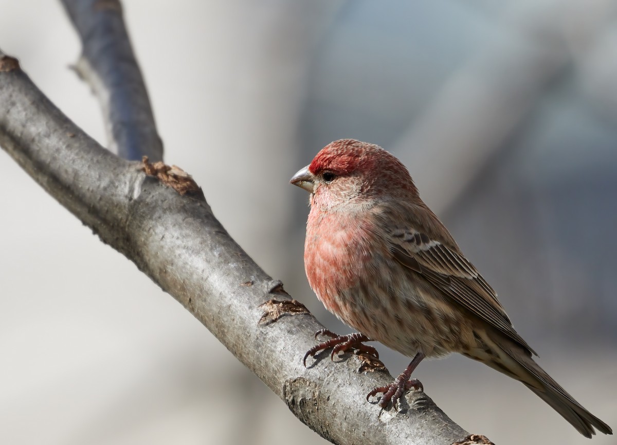 House Finch - Barbara S