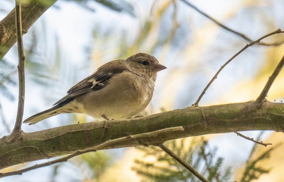 Common/African Chaffinch - ML625050528