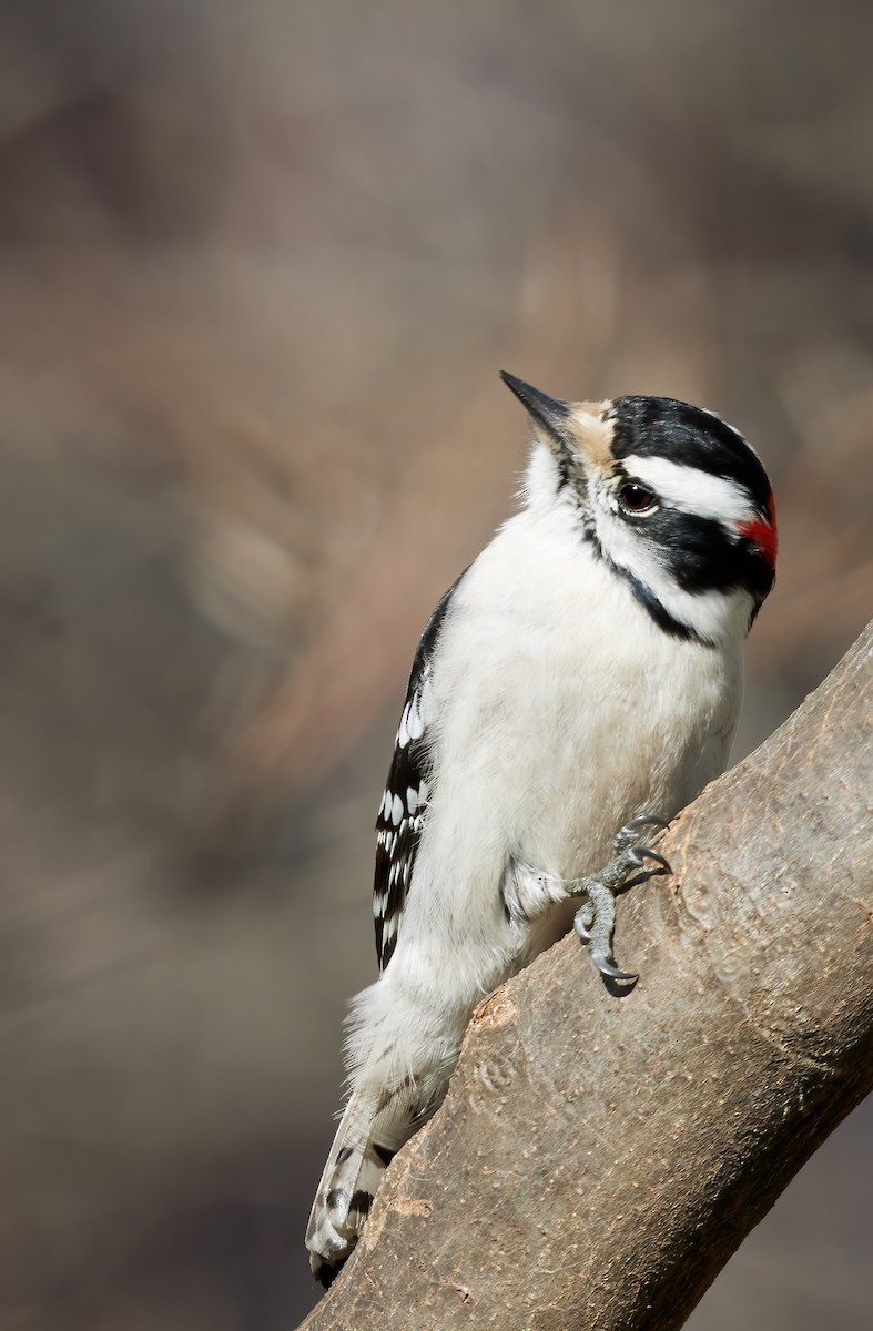 Downy Woodpecker - ML625050535