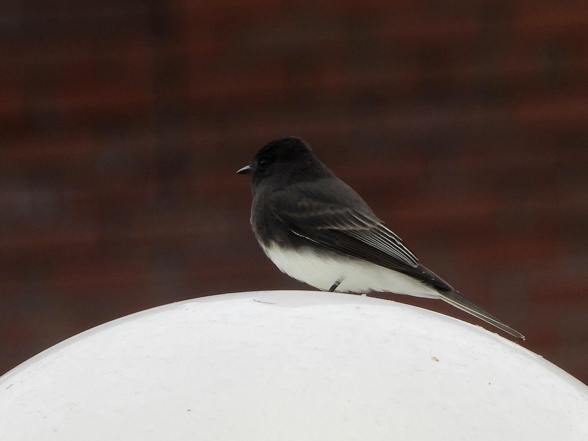 Black Phoebe - ML625050537