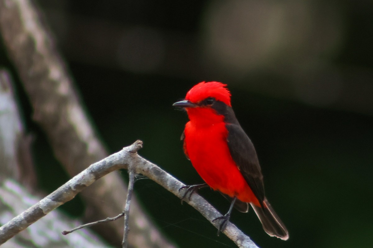 Vermilion Flycatcher (saturatus) - ML625050550