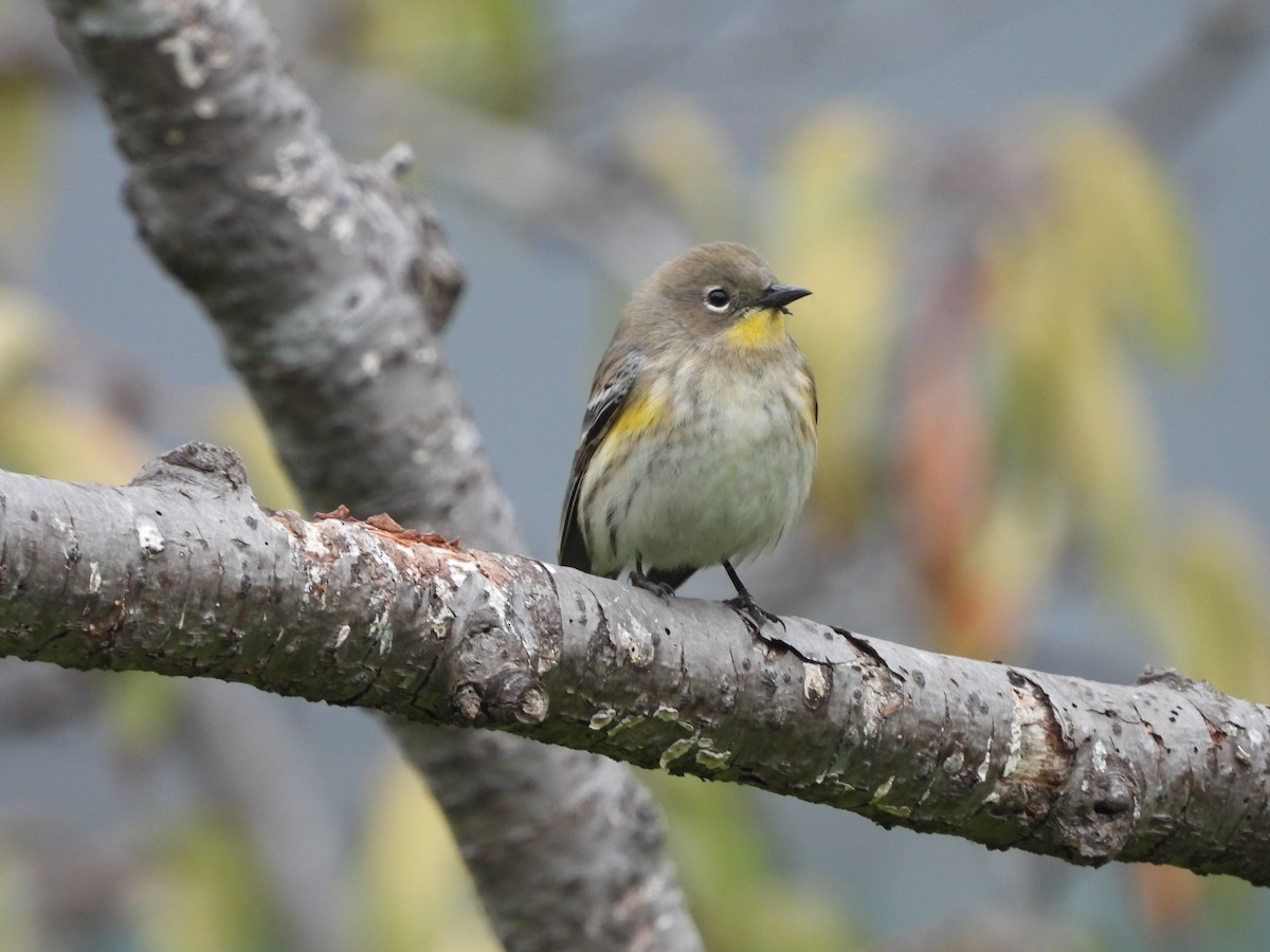 Yellow-rumped Warbler - ML625050554