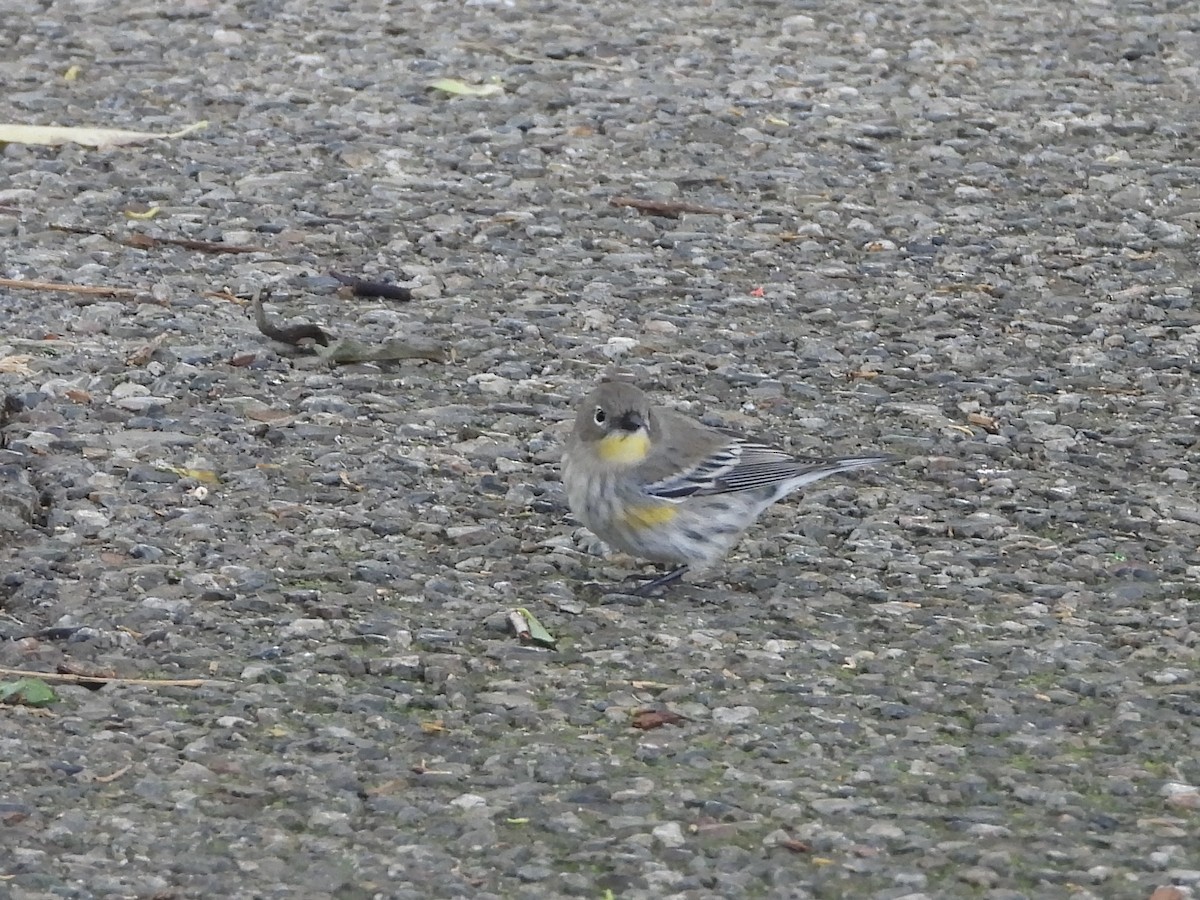 Yellow-rumped Warbler - ML625050561
