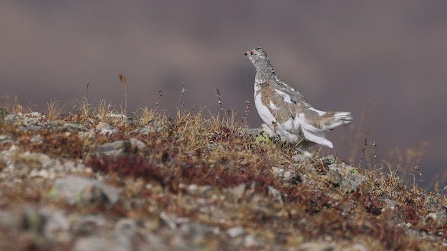 White-tailed Ptarmigan - ML625050624
