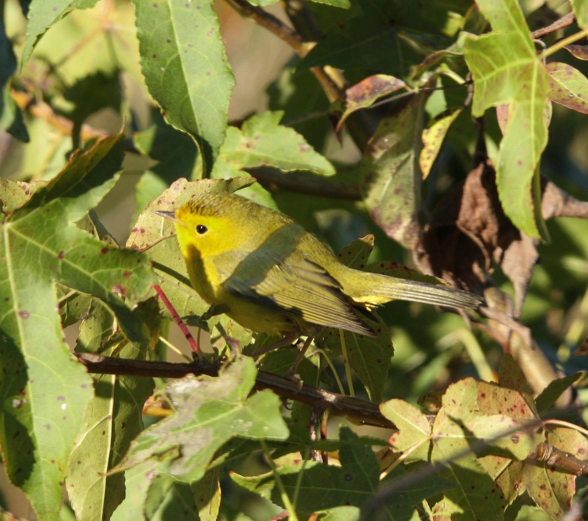 Wilson's Warbler - ML625050634