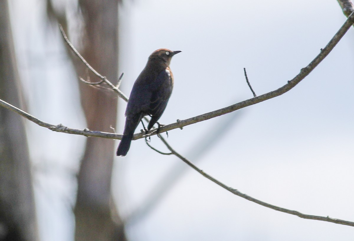 Rusty Blackbird - ML625050638