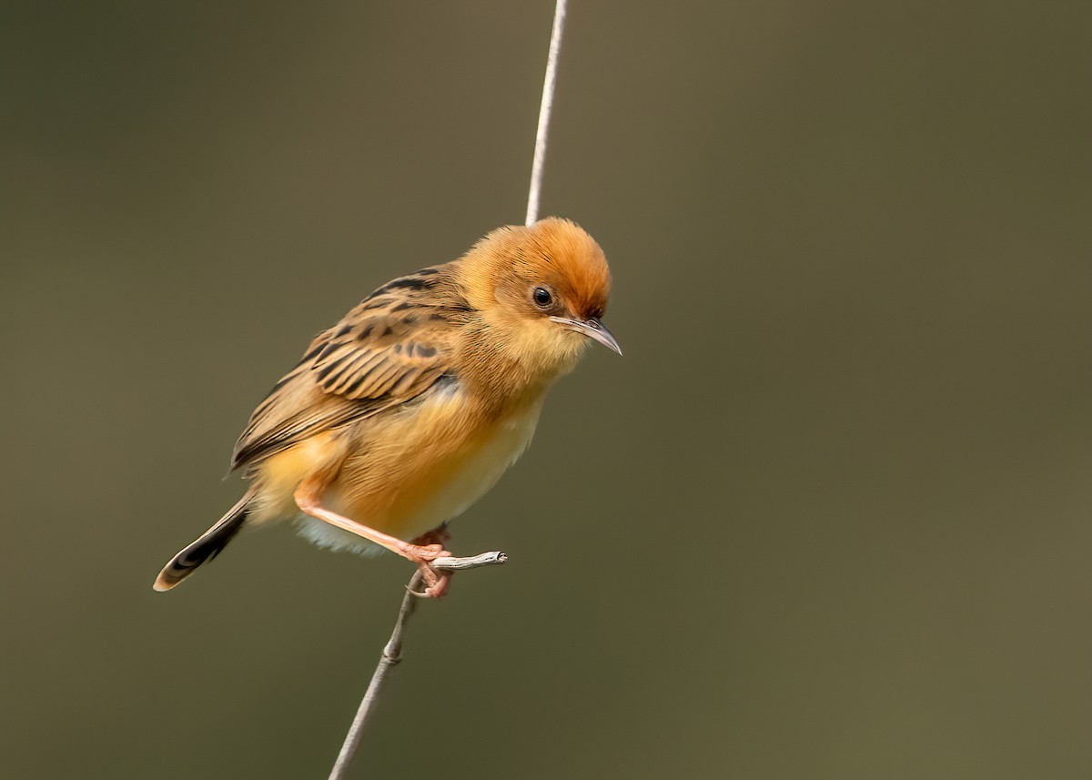 Golden-headed Cisticola - ML625050769