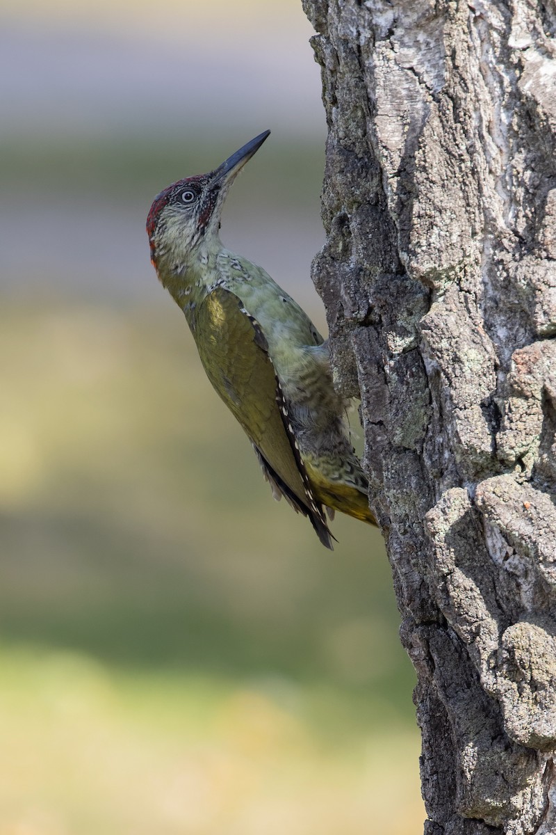 Eurasian Green Woodpecker - ML625050926