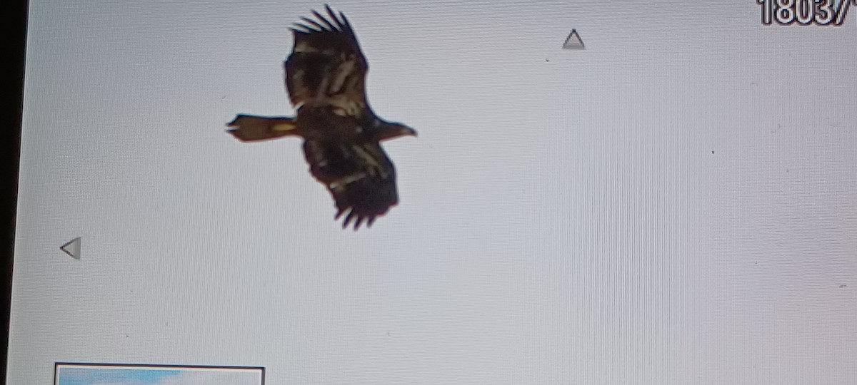 Bald Eagle - ML625051010