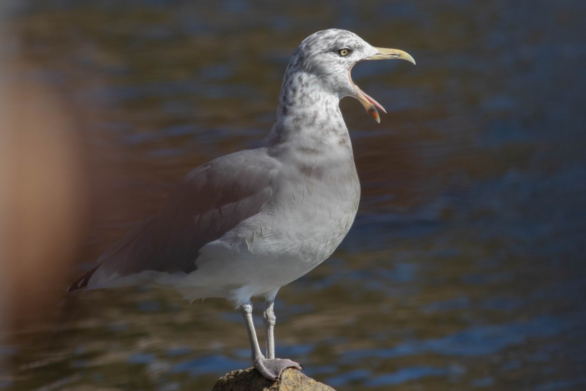 Herring Gull (American) - ML625051047