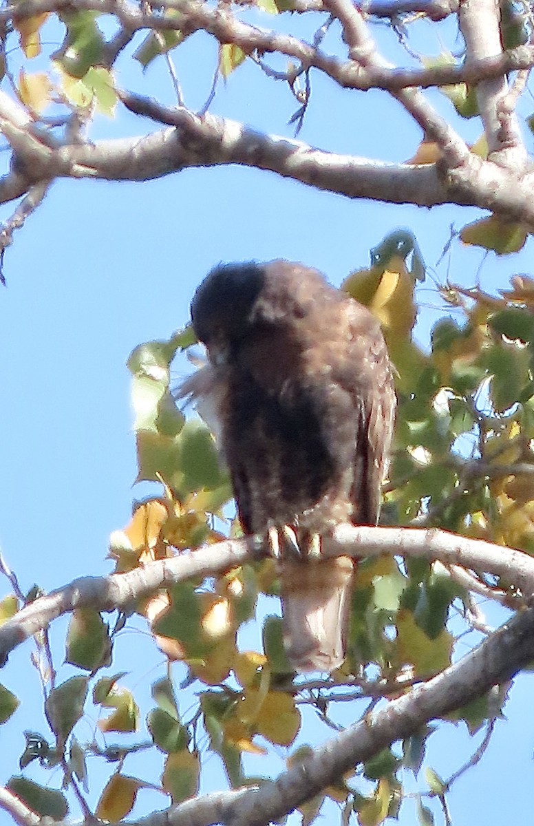 Red-tailed Hawk - ML625051048