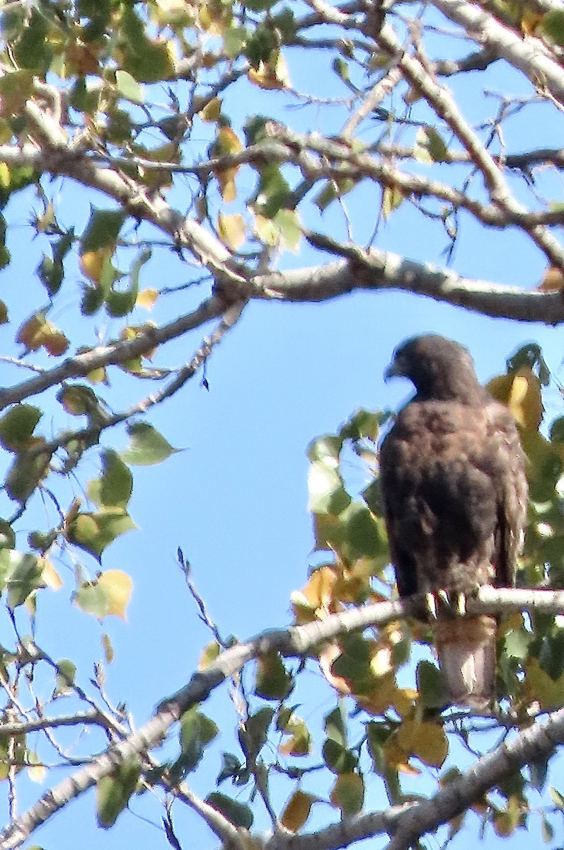 Red-tailed Hawk - ML625051049