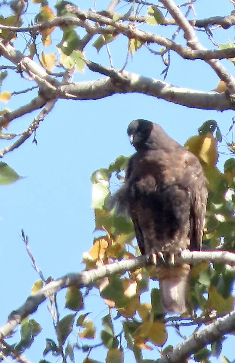 Red-tailed Hawk - ML625051050