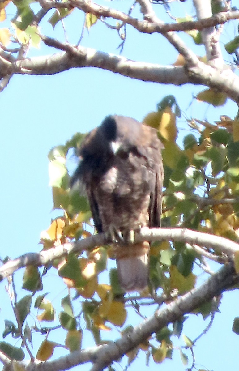 Red-tailed Hawk - ML625051051