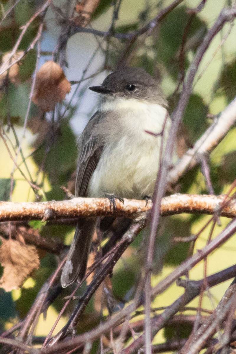 Eastern Phoebe - ML625051060