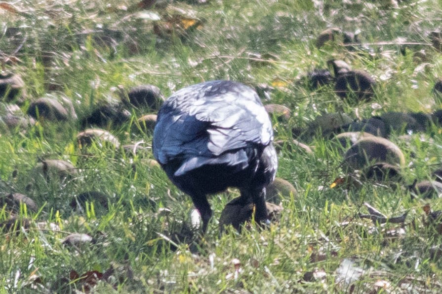 American Crow - ML625051065