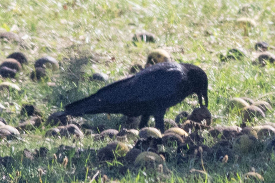 American Crow - Timothy Graves