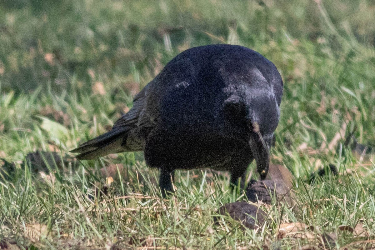 American Crow - ML625051068