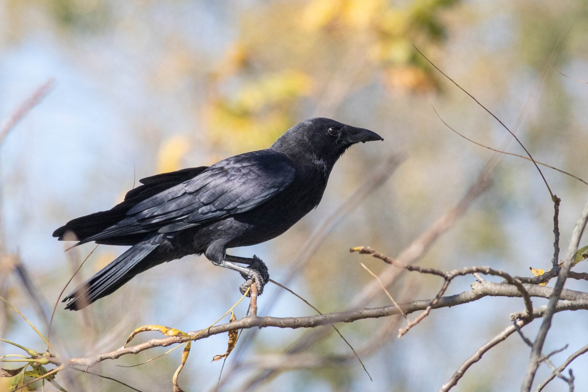 American Crow - ML625051071