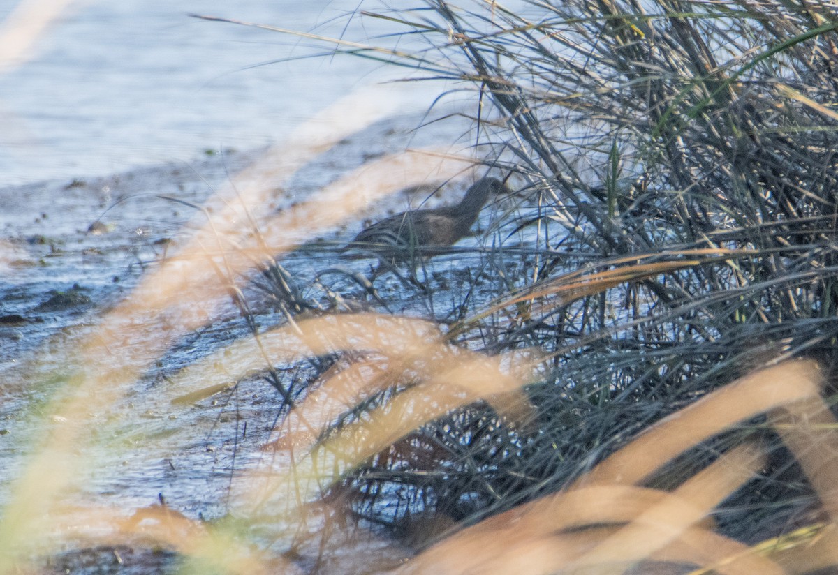 Clapper Rail (Atlantic Coast) - ML625051086