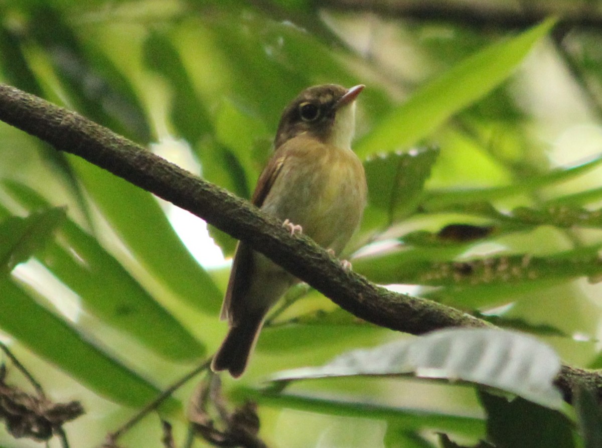 Russet-winged Spadebill - ML625051159