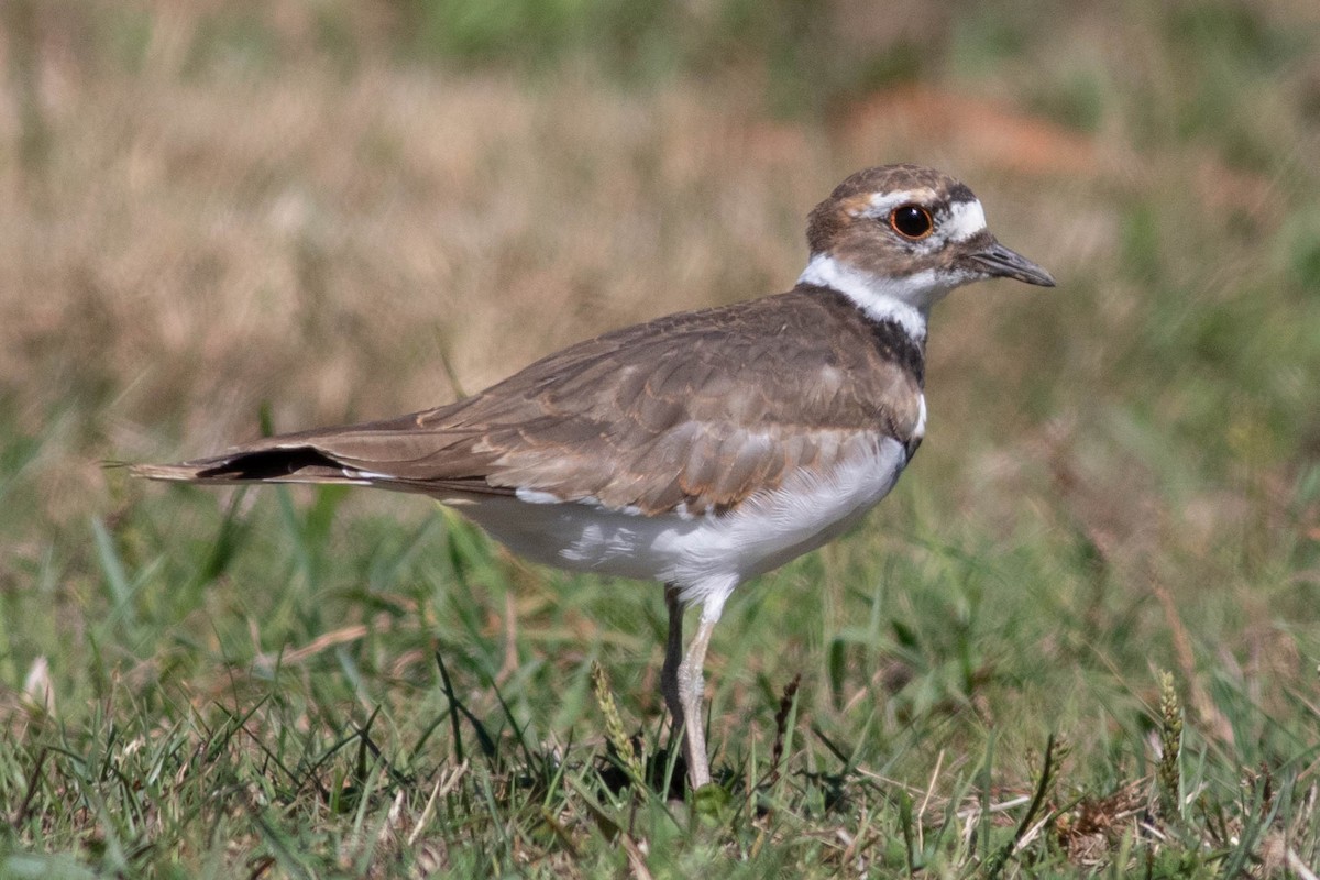 Killdeer - Timothy Graves