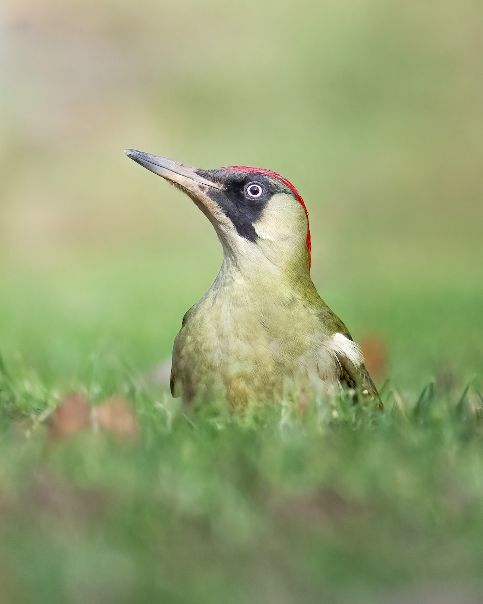 Eurasian Green Woodpecker - ML625051264