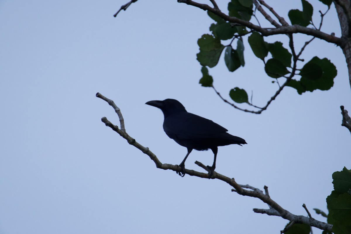 Sulawesi Crow - ML625051273