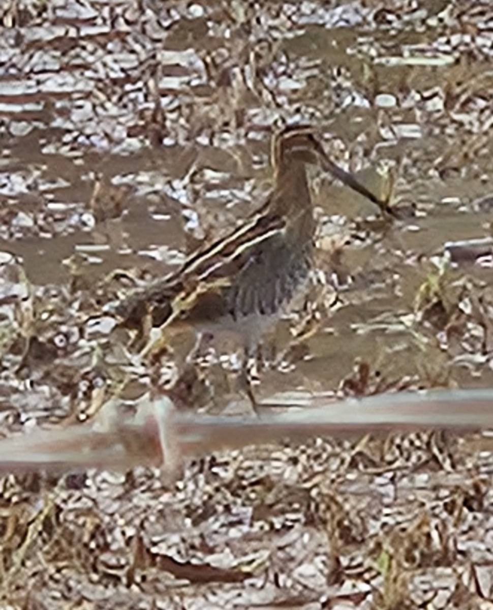 Wilson's Snipe - ML625051275